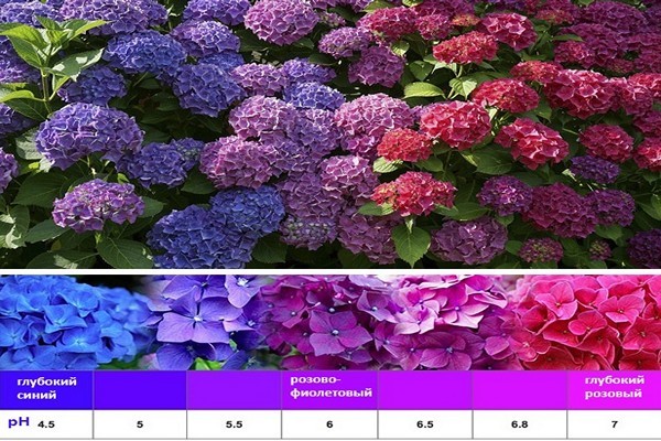 anong mga bulaklak hydrangea