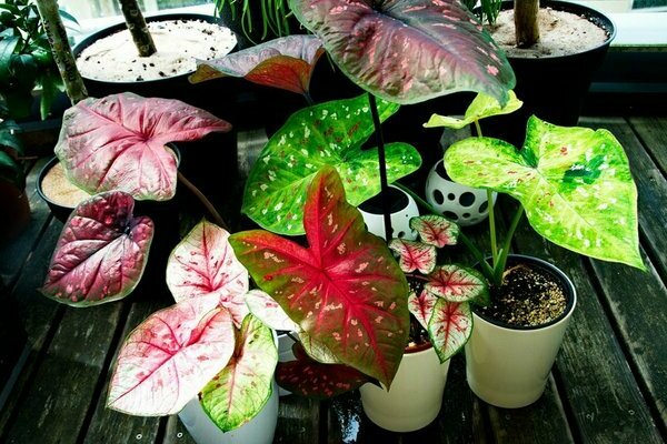 Caladium-Foto