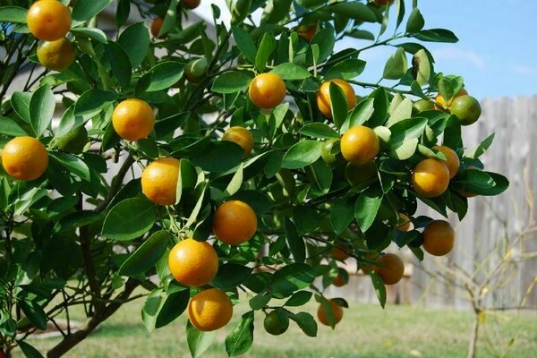 Fotografija Calamondina