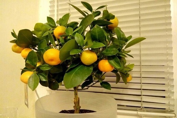 Calamondin photo