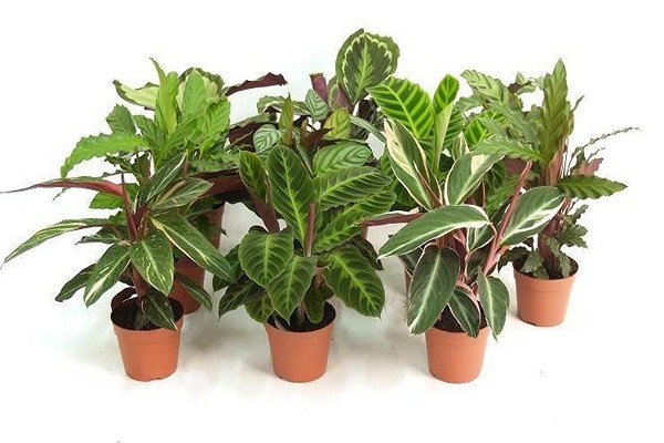 hausgemachte Calathea