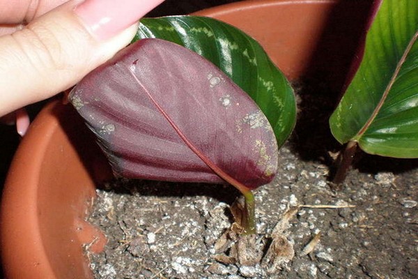 soins de calathea