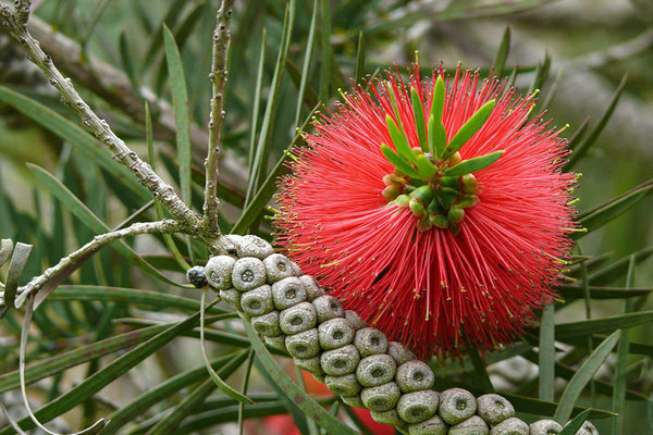 Callistemon photo