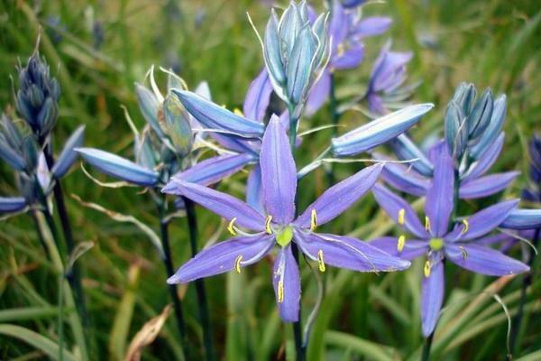 camassia photo