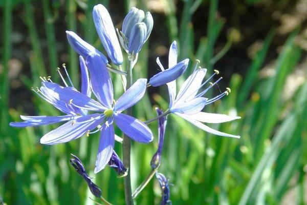 camassia photo