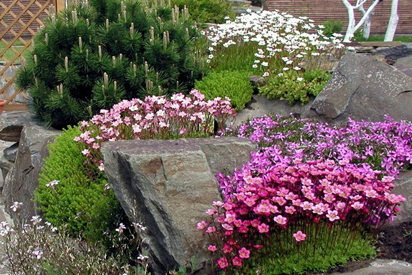 bulaklak saxifrage