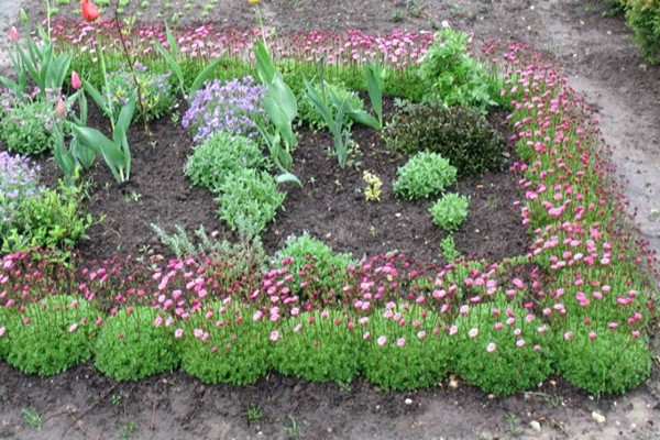 saxifrage flower