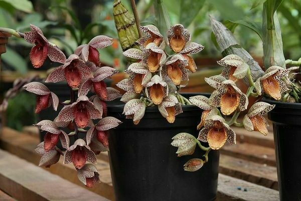 Catasetum photo