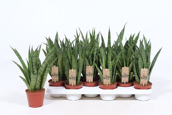 Mga barayti ng Sansevieria