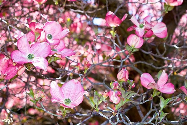 dogwood photo