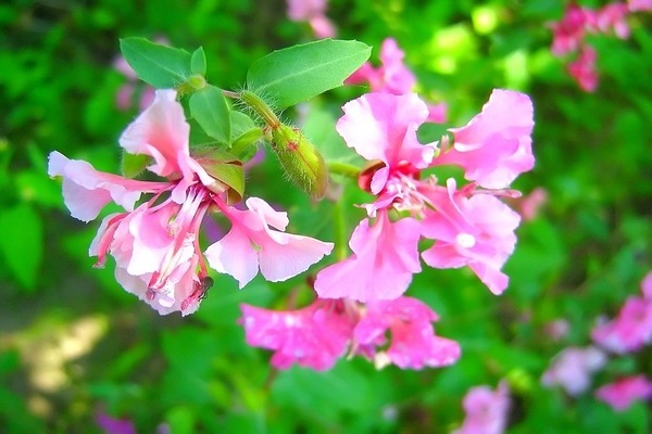 Fotografija Clarkia