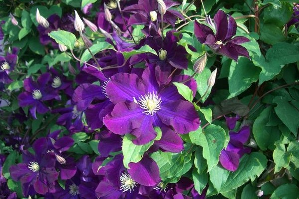 clematis