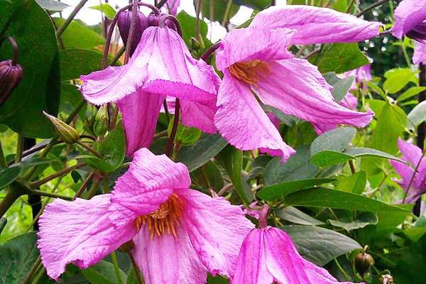 Clematis Alyonushka photo