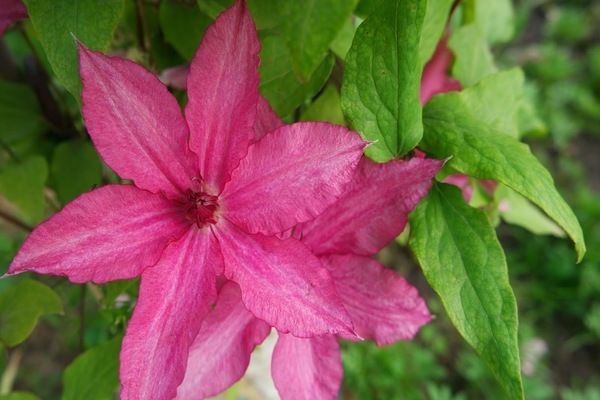 Clematis Barbara photo