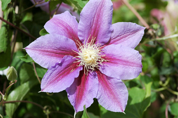 Larawan ni Clematis Barbara