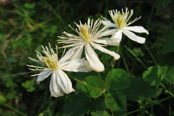 Larawan ng Clematis Fargesioides