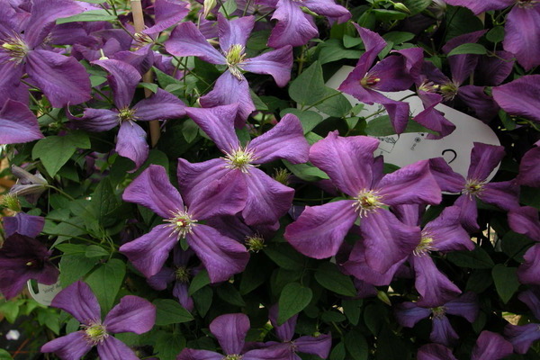 Clematis lila na larawan