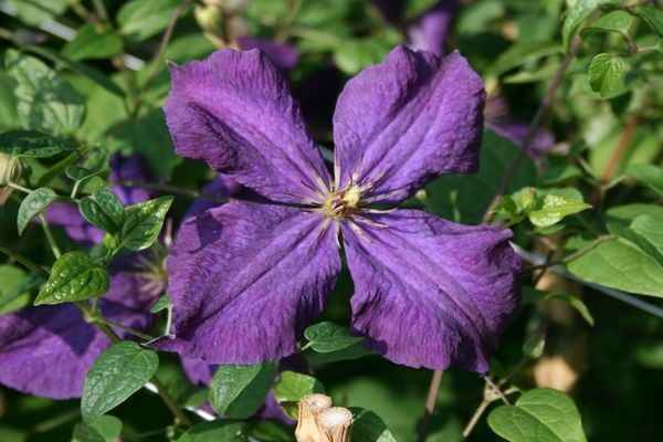 Clematis purple photo