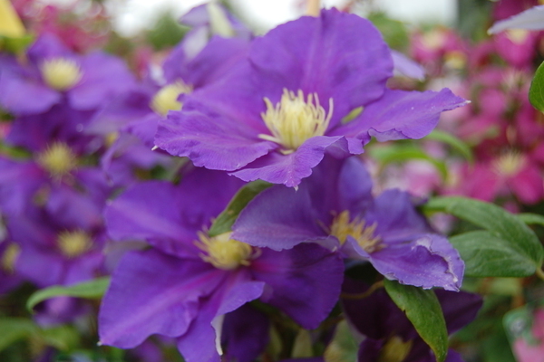 Clematis General Sikorsky photo