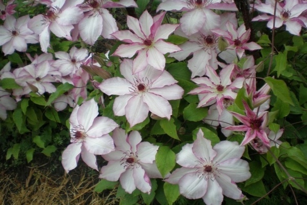 Clematis Innocent Blush Foto