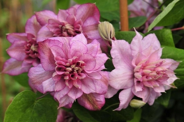 Clematis Innocent Glance photo