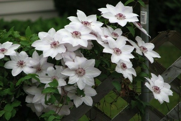 Clematis Miss Bateman Fotos