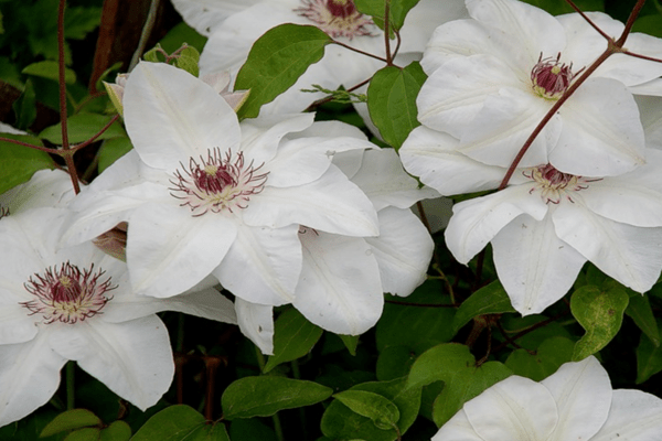 Clematis Miss Bateman Photos