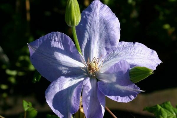 Clematis gospođa Cholmondeli fotografija