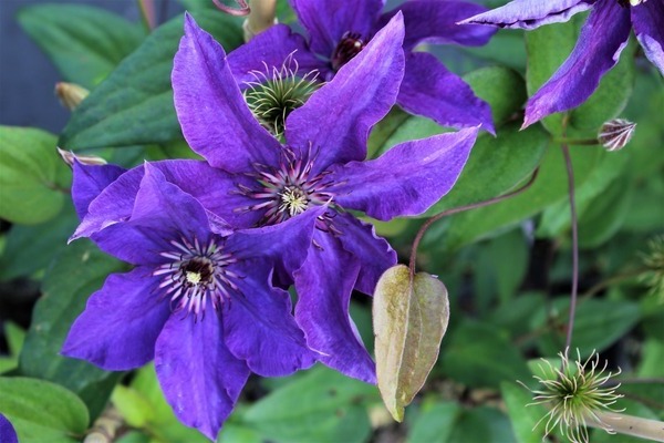 Clematis president photo