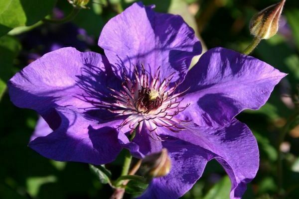 Clematis Präsident Foto