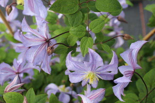 Clematis Prinz Charles Foto