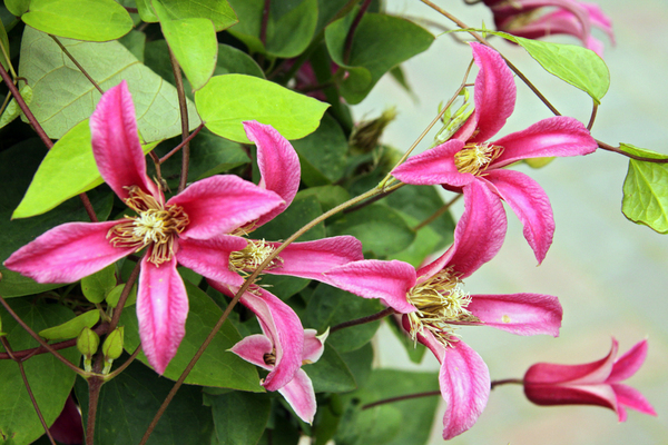 Clematis Prinzessin Diana Foto