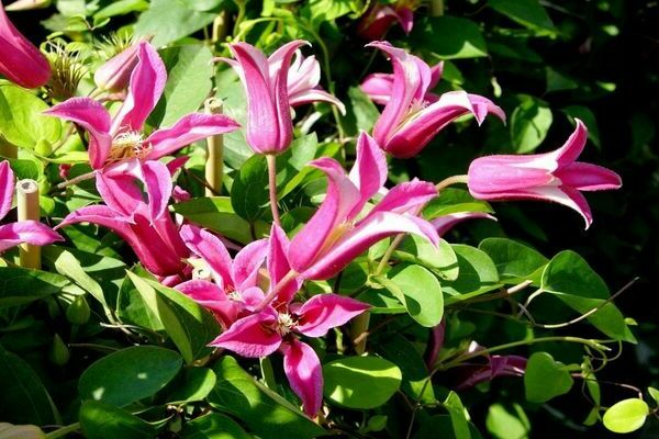 Clematis prinsesa Diana litrato