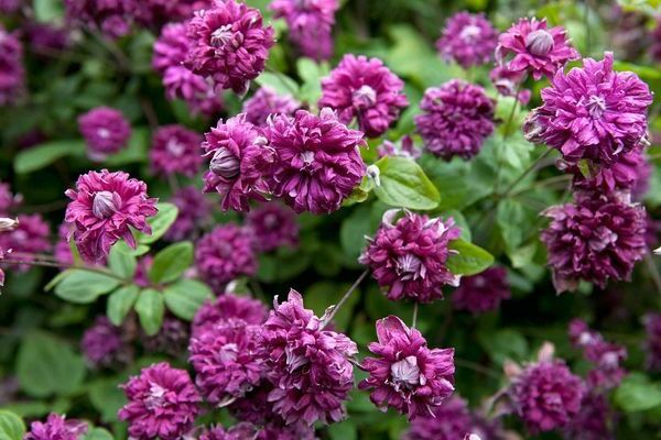 Clematis Purpurea Captivity Elegance photo