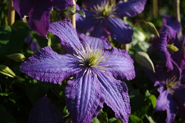 Clematis Rhapsody Foto