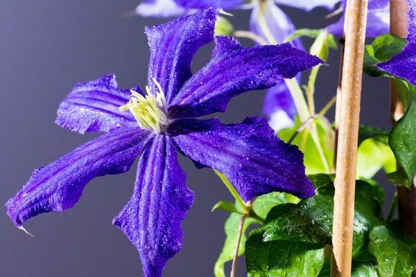 Clematis Rhapsody photo