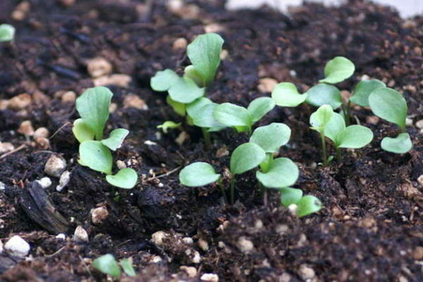 clematis planting