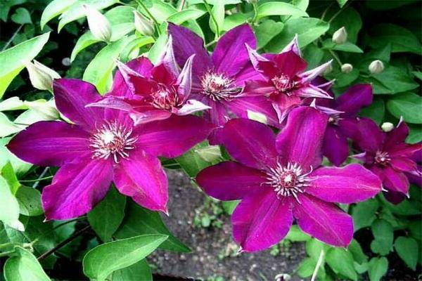 Larawan ng Clematis Stasik