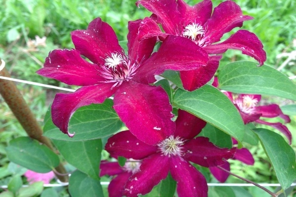 Larawan ng Clematis Stasik