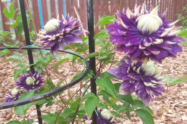 clematis en el disseny de paisatges