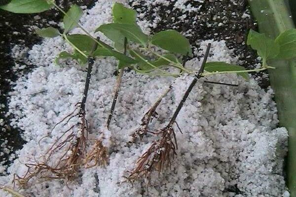 clematis planting