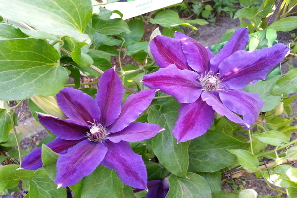 Clematis Wildfire photo