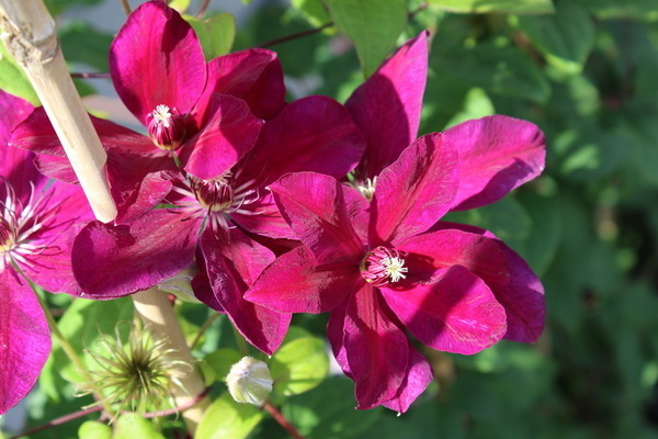 Larawan ng Clematis Westerplatte