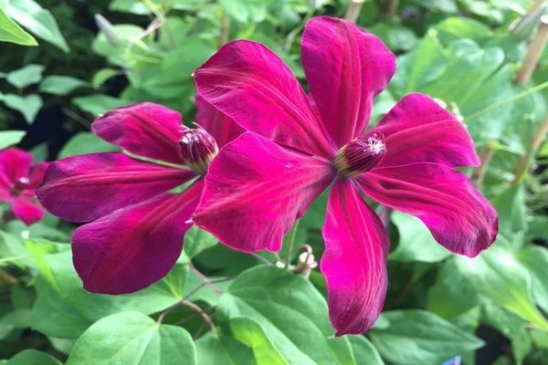 Clematis Westerplatte photo