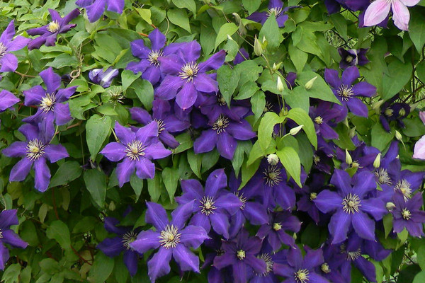 Clematis Zhakmana photo