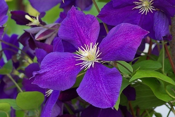 Fotografija Clematis Zhakmana