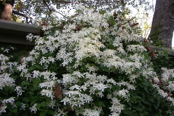 Clematis heißes Foto