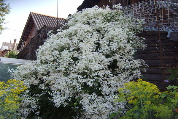 Clematis hot photo