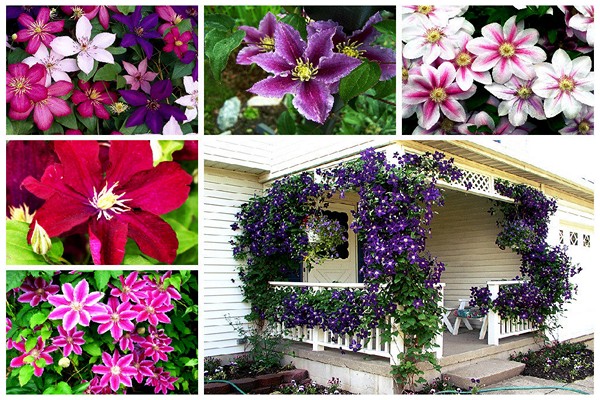 List of varieties of clematis for cultivation in the Moscow region