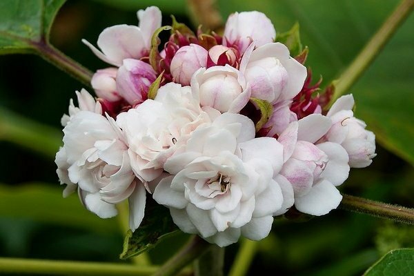 Clerodendrum photo